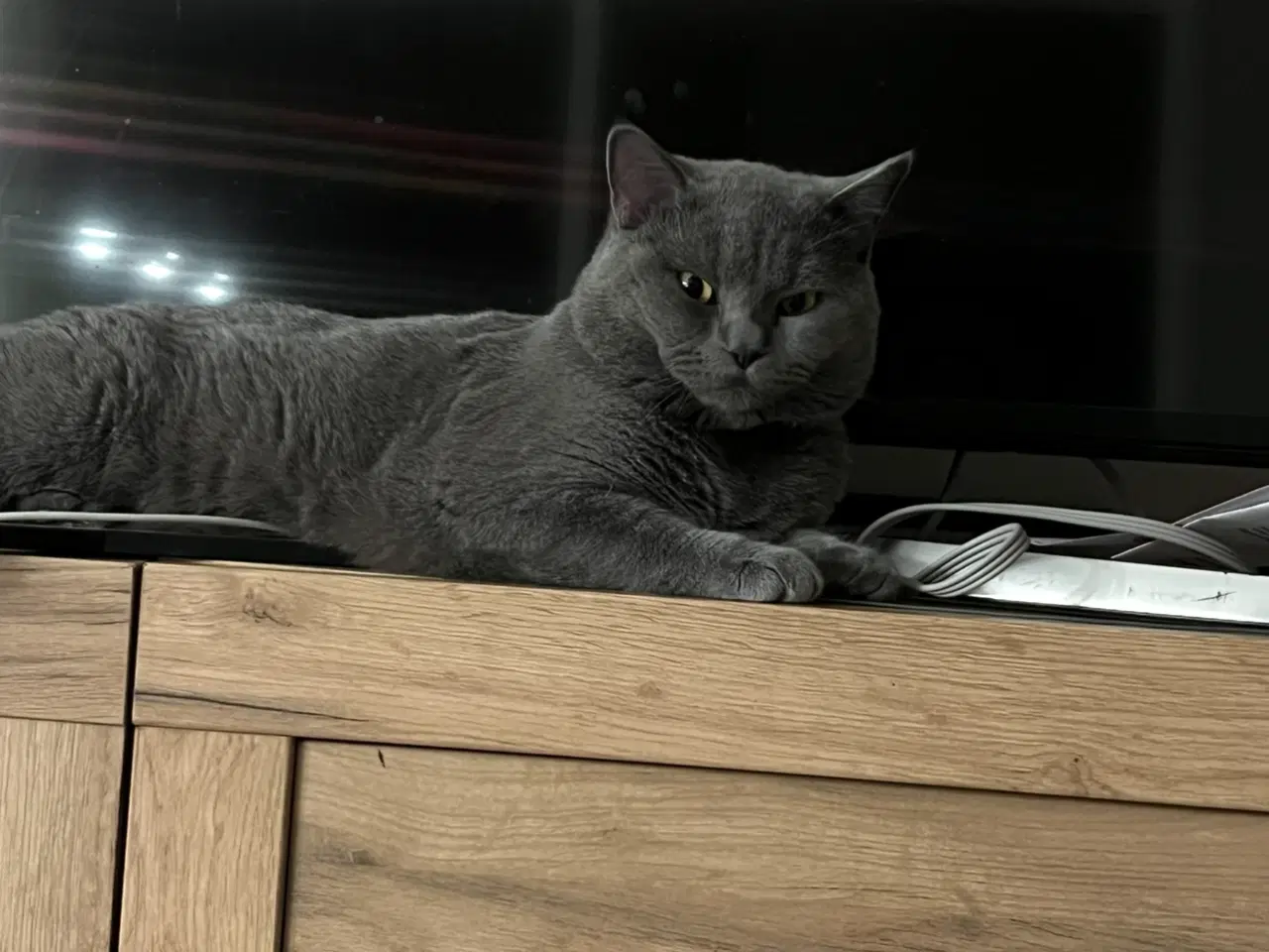 Billede 4 - Han kat britisk shorthair