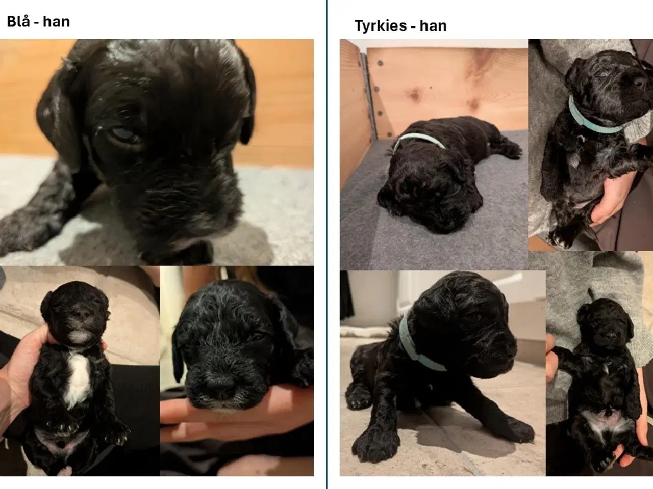 Billede 12 - Springer Doodle hvalpe