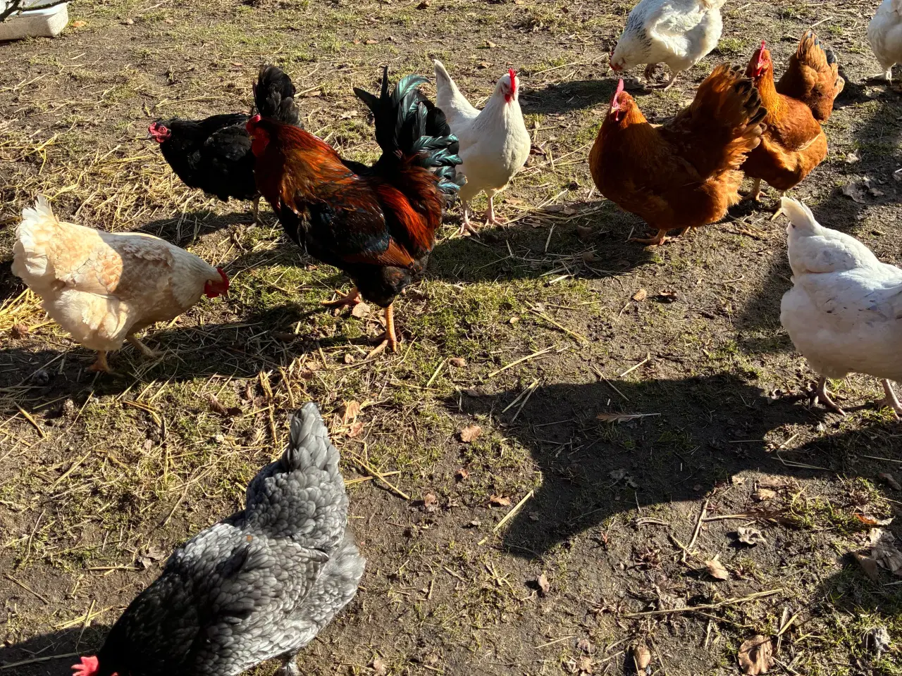 Billede 3 - Rugeæg fra blandet flok