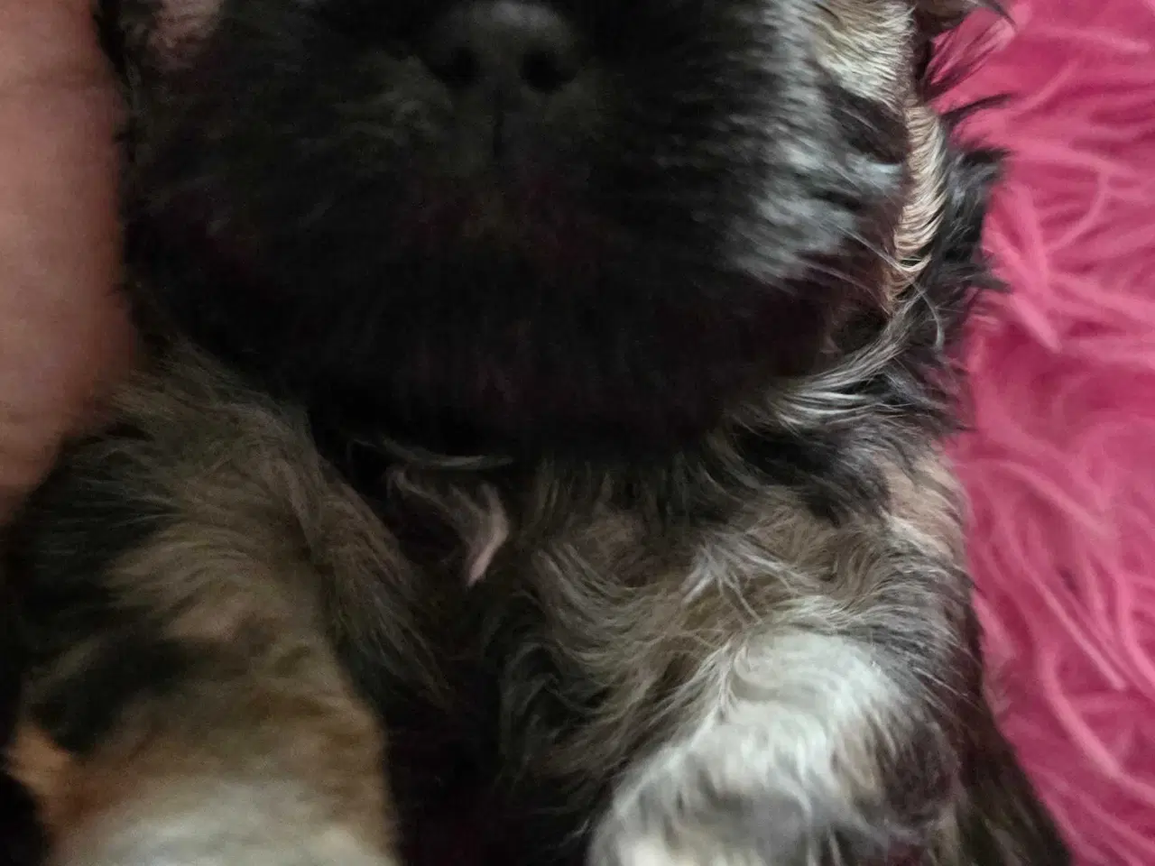 Billede 9 - Cody og Coco 