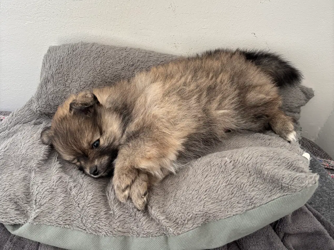 Billede 4 - Pomeranian hvalpe 