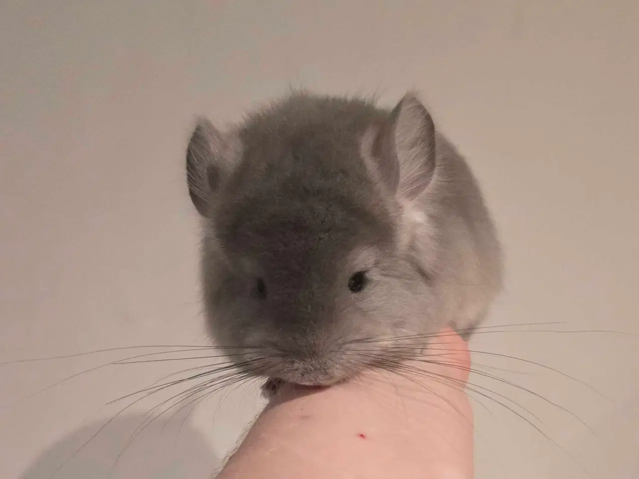 Billede 4 - Chinchilla Angora 