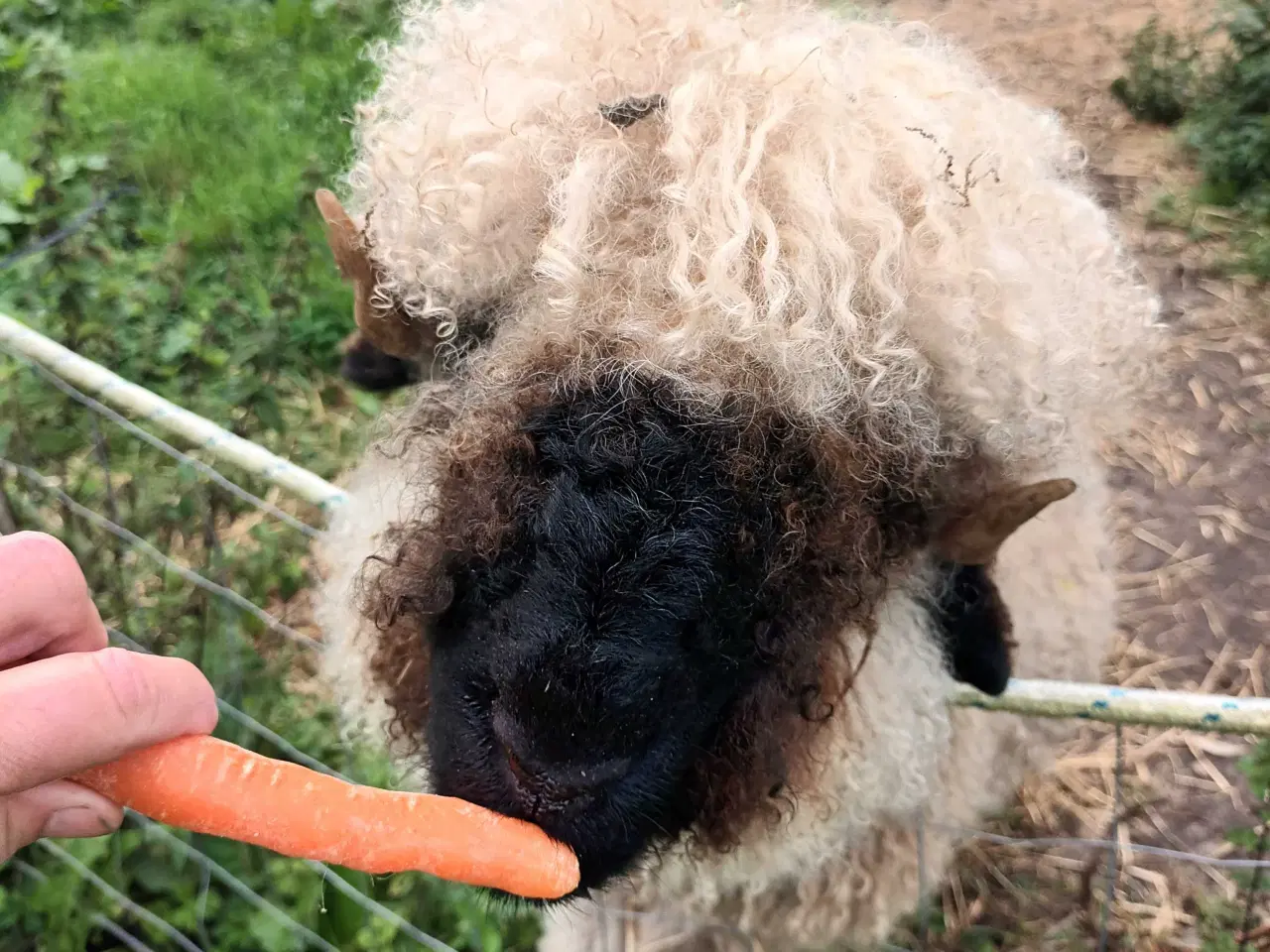 Billede 7 - 1 Stk Vallais Blacknose Vædder lam. 