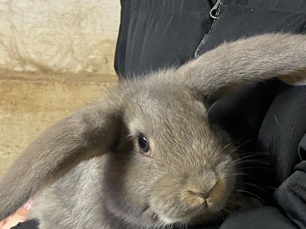 Billede 2 - Fransk vædder blanding