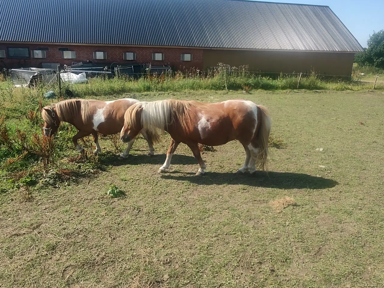 Billede 3 - Shetlænder 