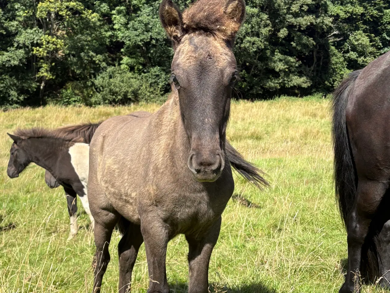 Billede 4 - Islænder føl og plage sælges