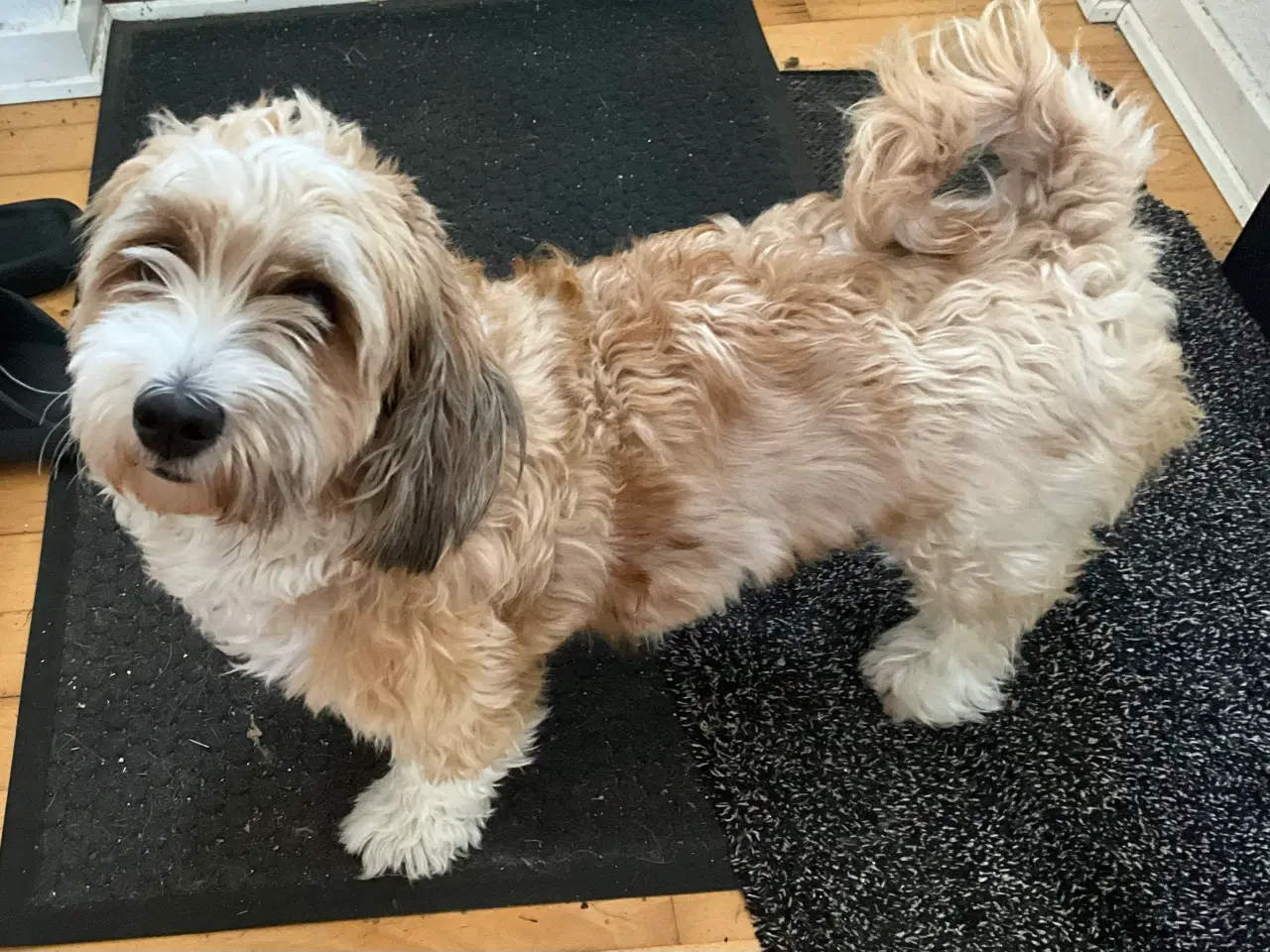 Billede 2 - Bichon Havanais 3 år reserveret