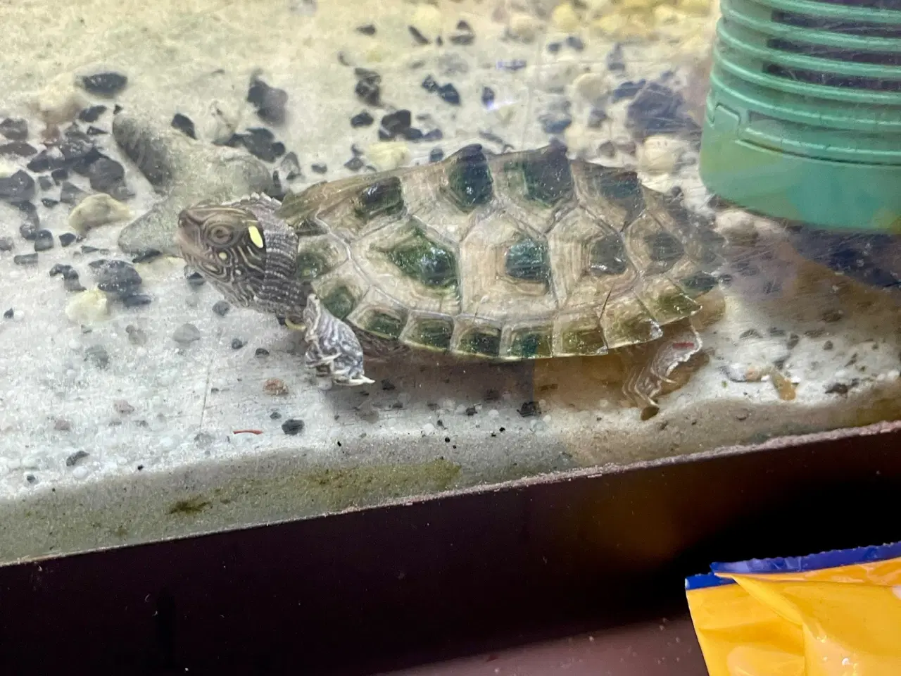 Billede 3 - Skildpadde skildpadder 