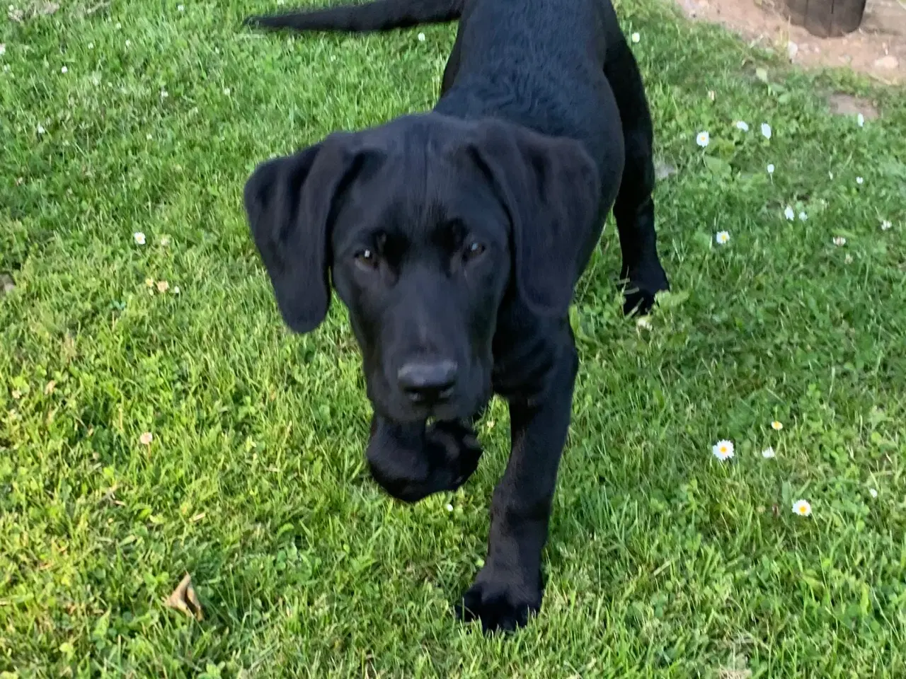 Billede 2 - Labrador hvalpe med stamtavle