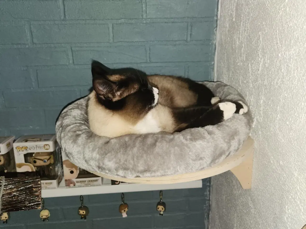 Billede 4 - Hellig Birma hun blandingskat - steriliseret