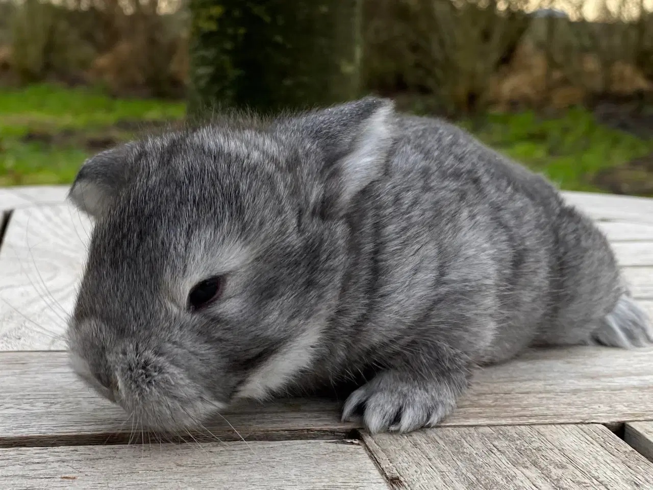 Billede 4 - FRANSK VÆDDER HAN CHINCHILLA