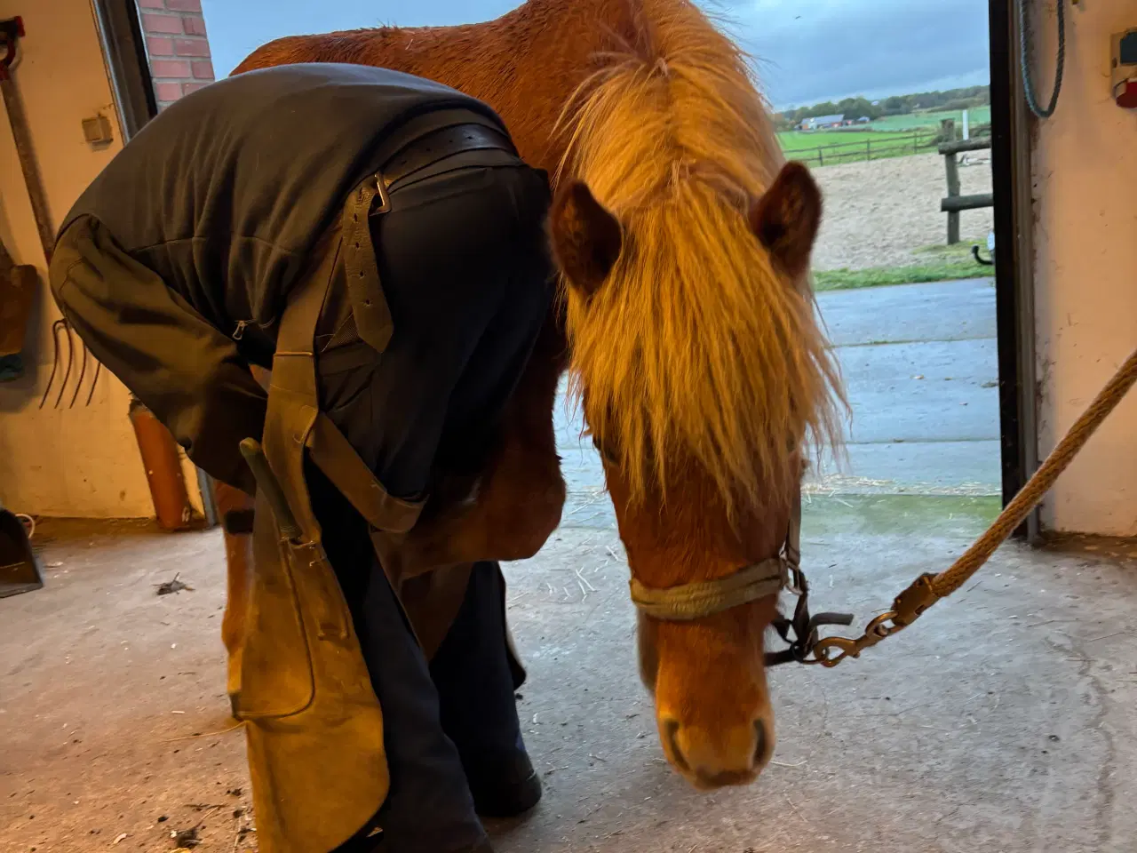 Billede 8 - Smuk islændervallak