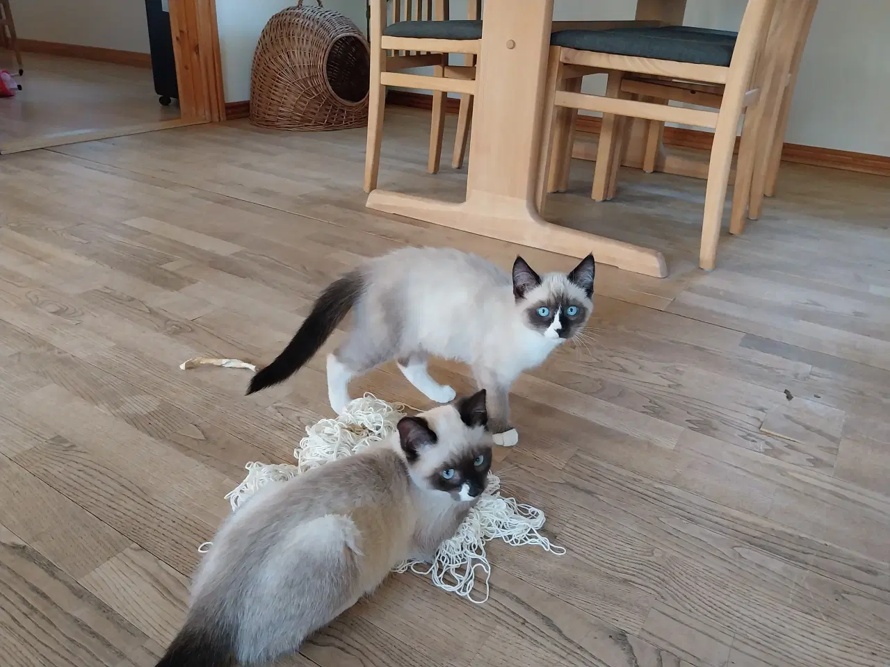 Billede 1 - Søde sociale killinger sælges