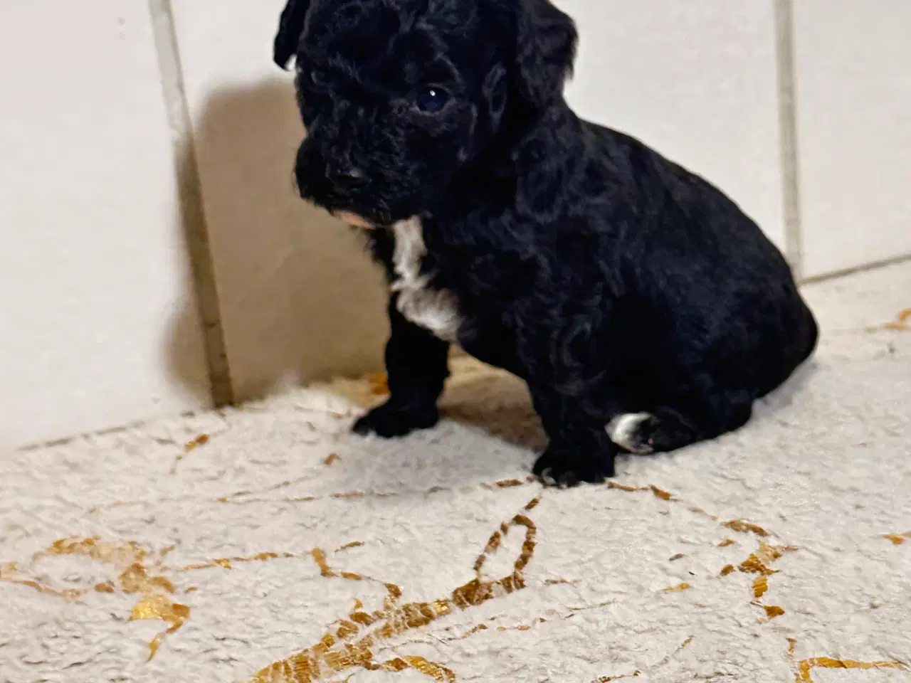 Billede 15 - Cavapoo F2B