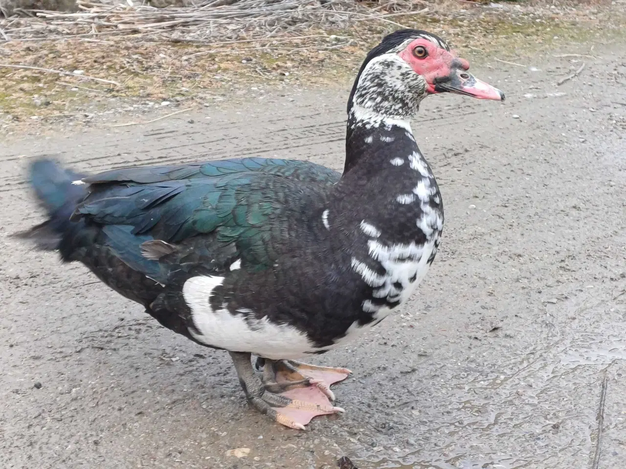 Billede 4 - Moskusænder han og hun