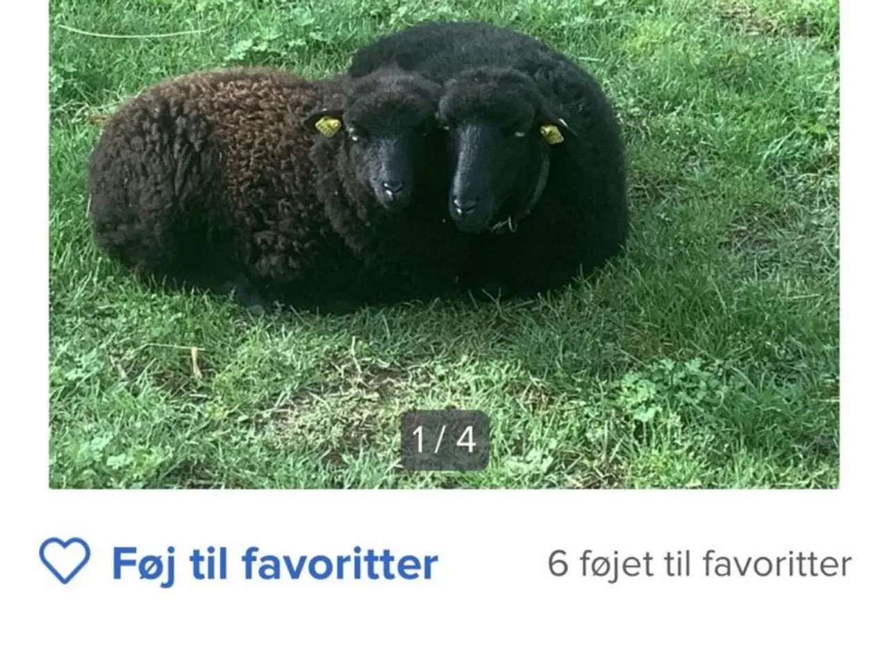 Billede 1 - Qusesnt får 