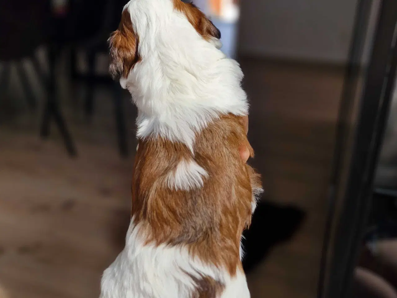 Billede 3 - Smukke Bichon Havanais hvalpe 