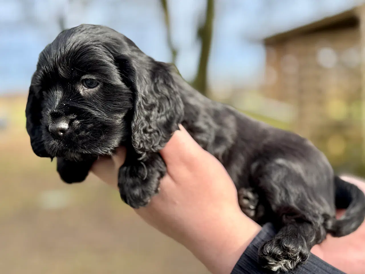 Billede 1 - spaniel hvalp fra undersøgte forældre 7 uger gl.