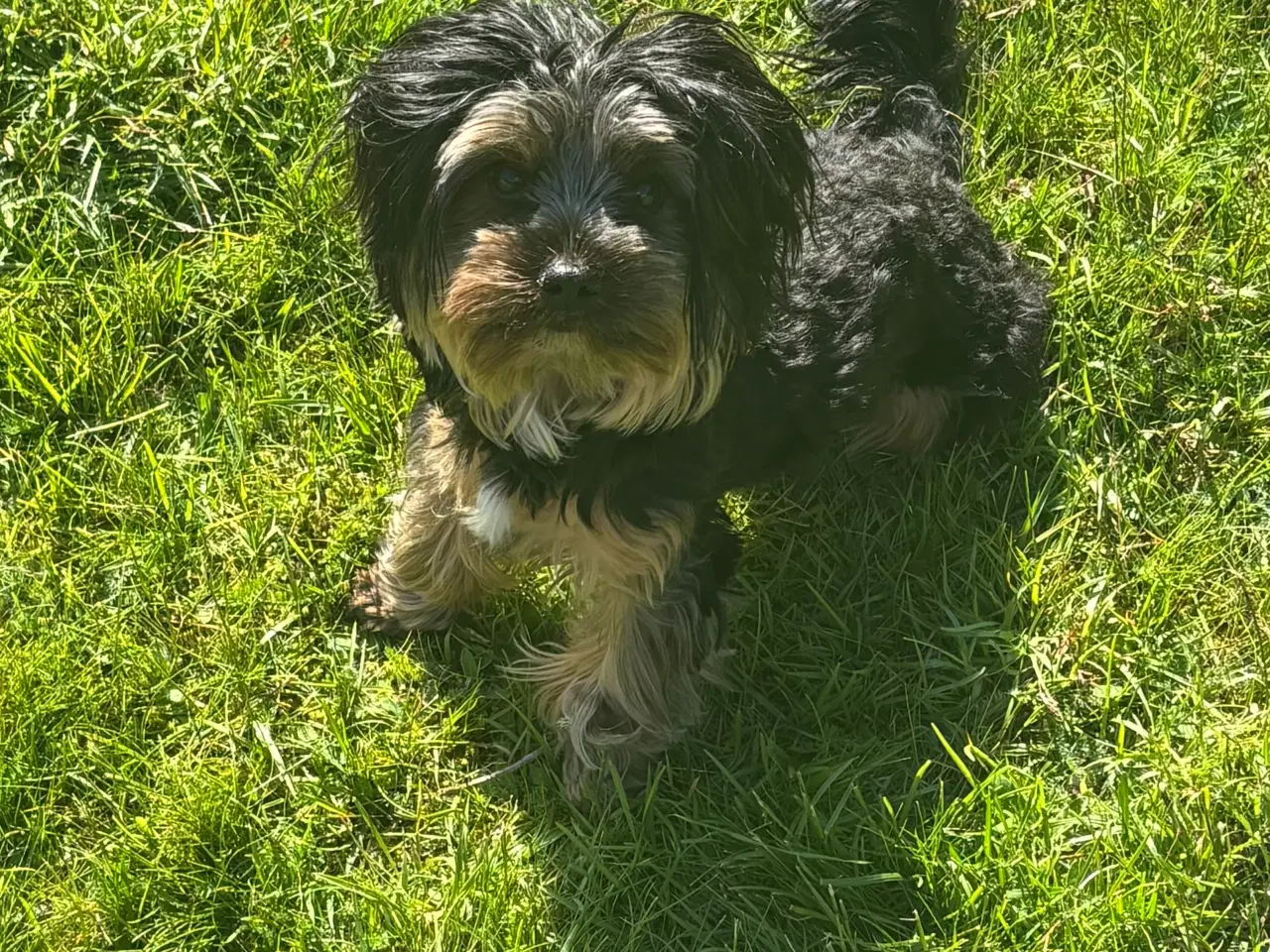 Billede 1 - ARVL Yorkshire terrier han