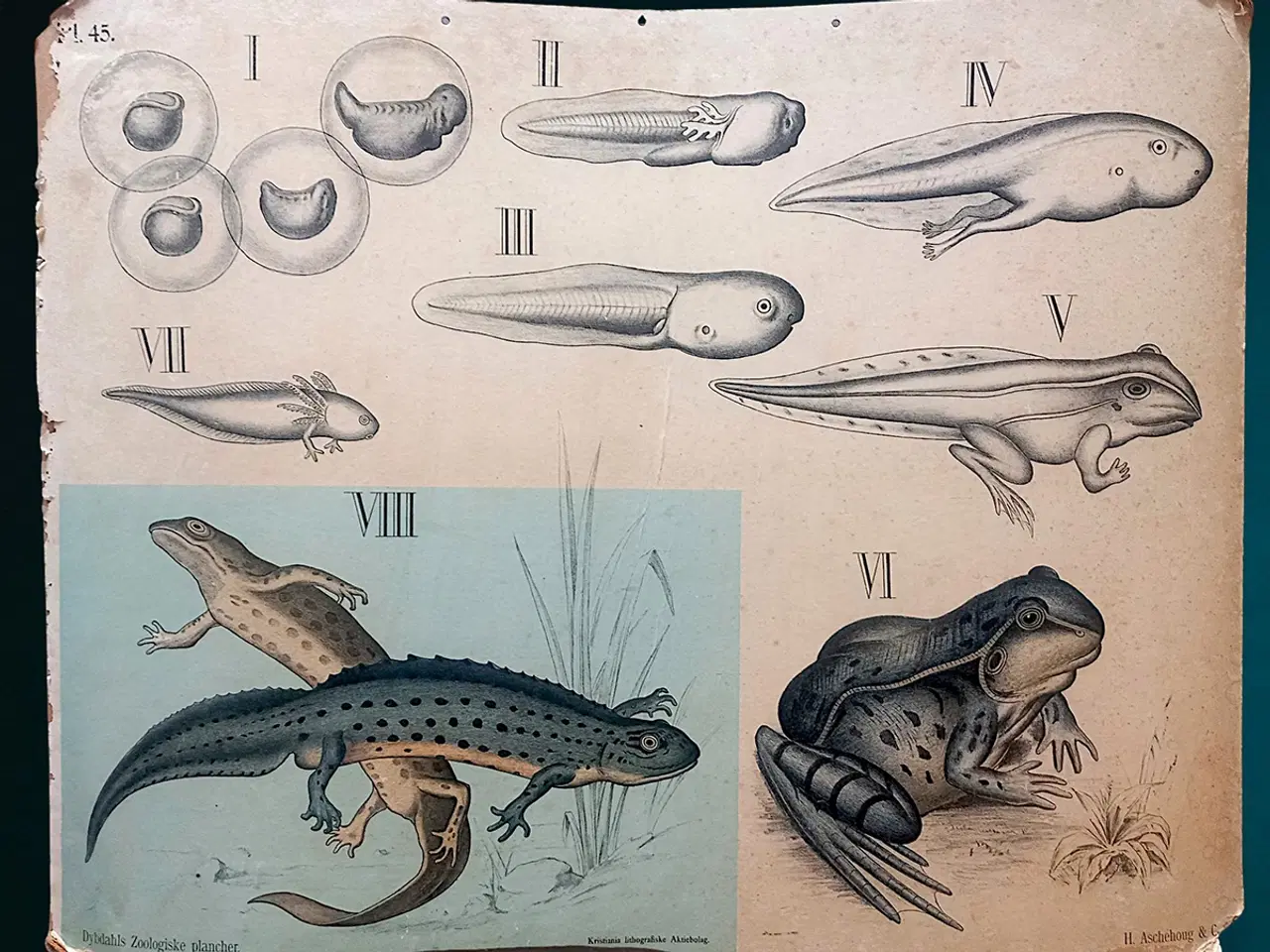 Billede 1 - Antik skoleplanche padder Dybdahl Pl.45