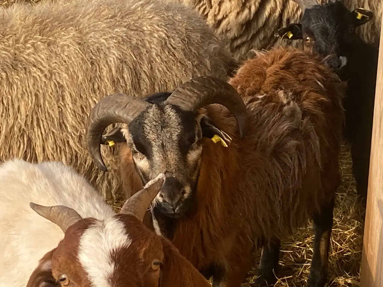 Billede 3 - Cameroun får sælges 