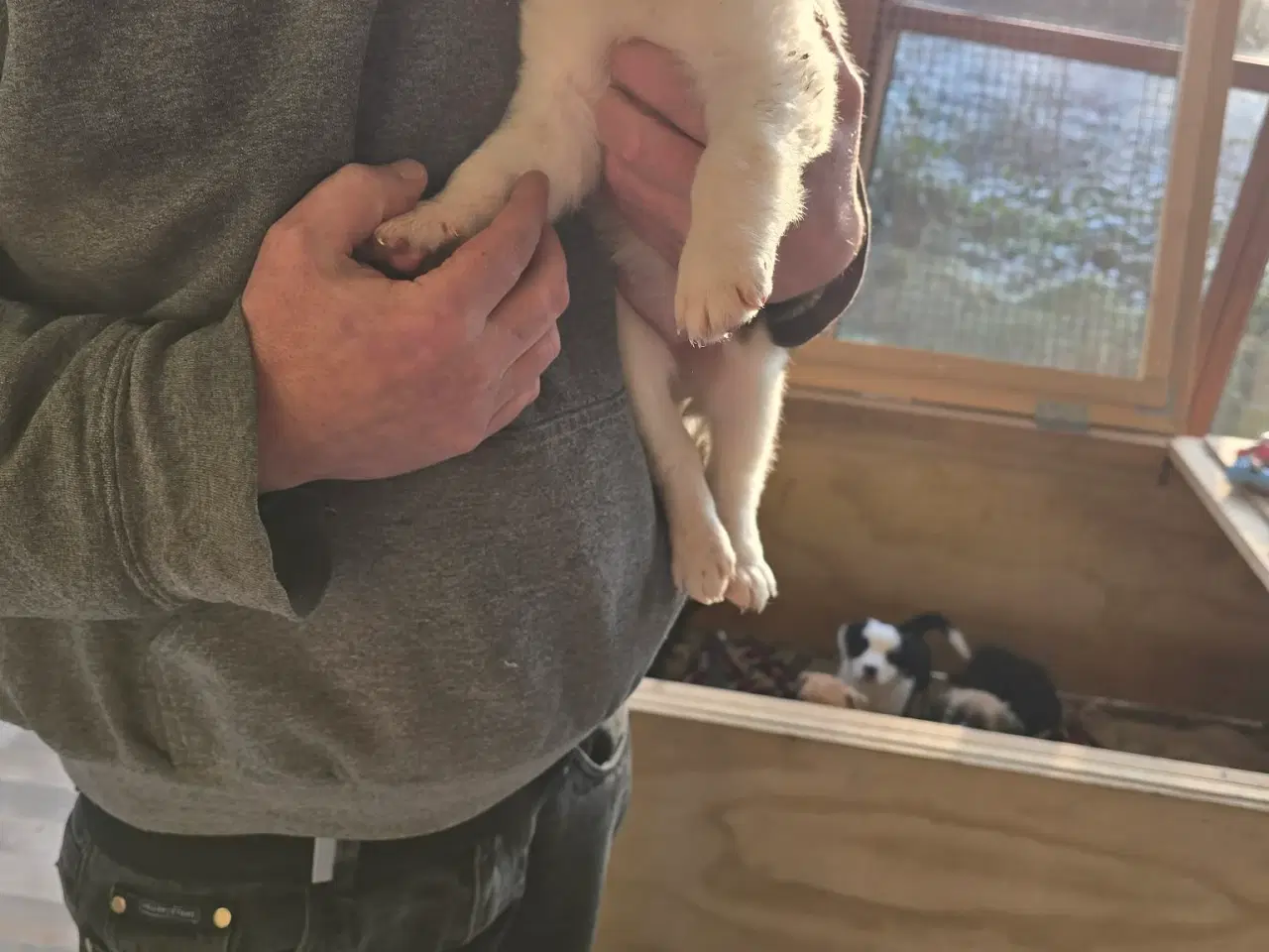 Billede 2 - Bladnings hunde hvalpe