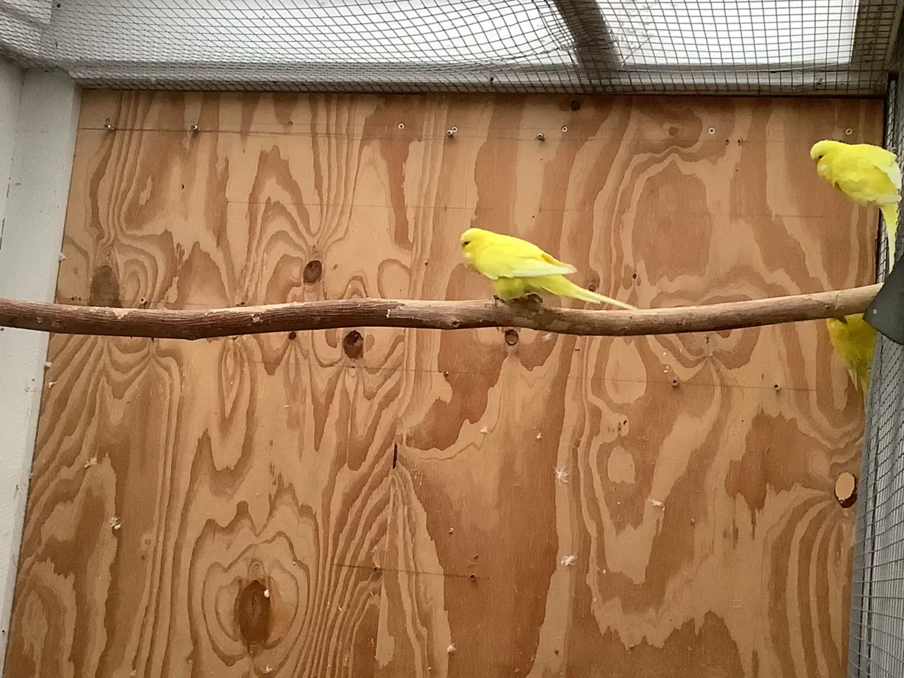 Billede 3 - 3,1 engelske undulater + 1 hvid med røde øjne