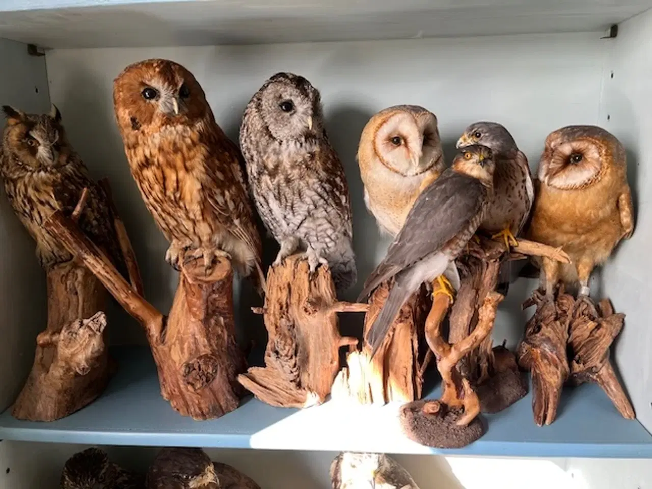 Billede 2 - Rovfugle samling til salg.