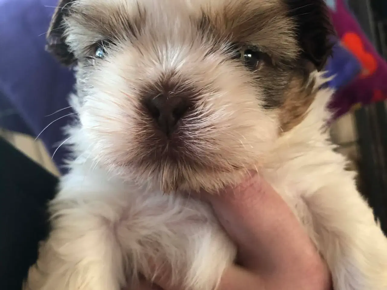 Billede 6 - Shih tzu hvalpe 5 uger med stamtavle