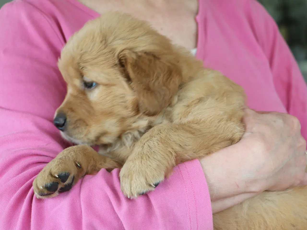 Billede 5 - Verdens smukkeste Golden Retriever hvalpe
