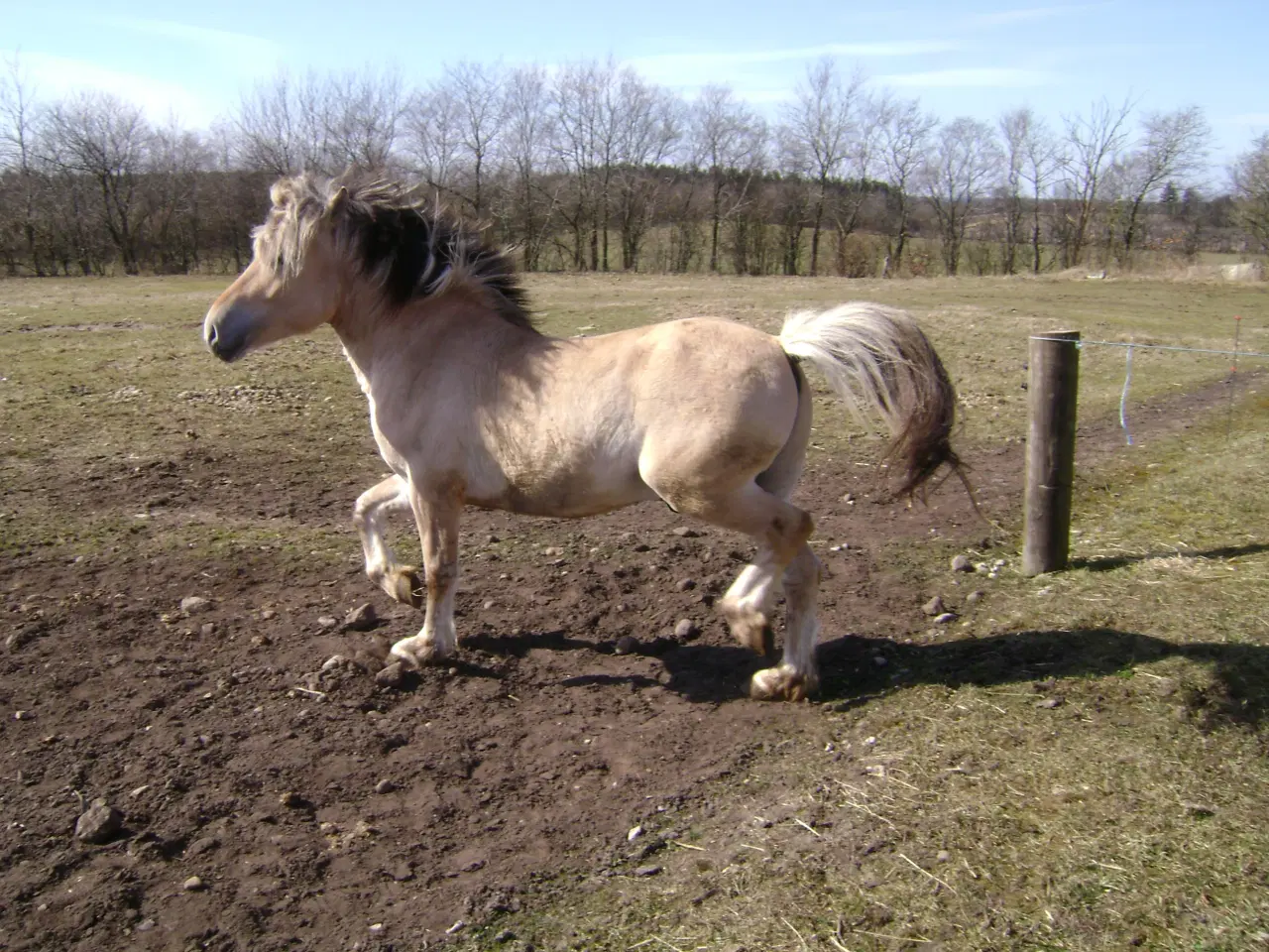 Billede 1 - fjordhest hingst