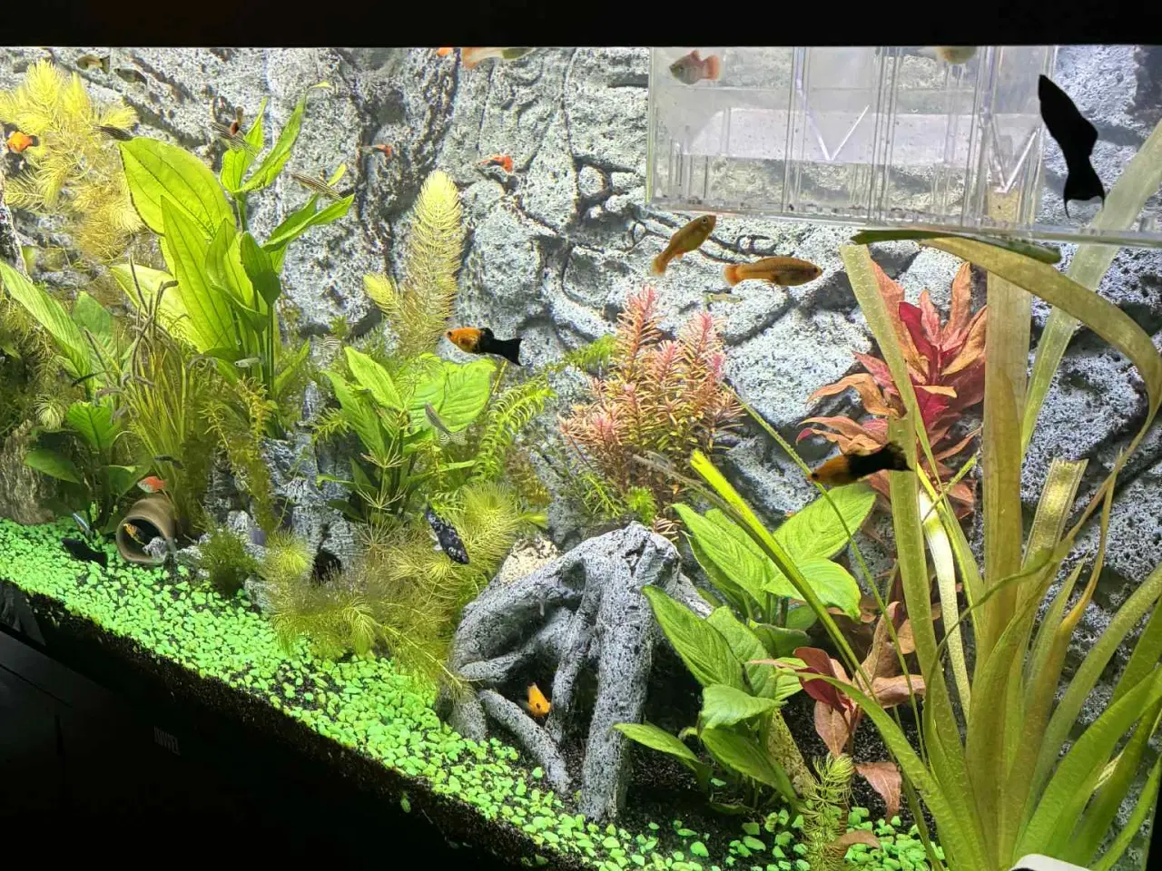 Billede 2 - 250 l Juwel akvarie + underskab 