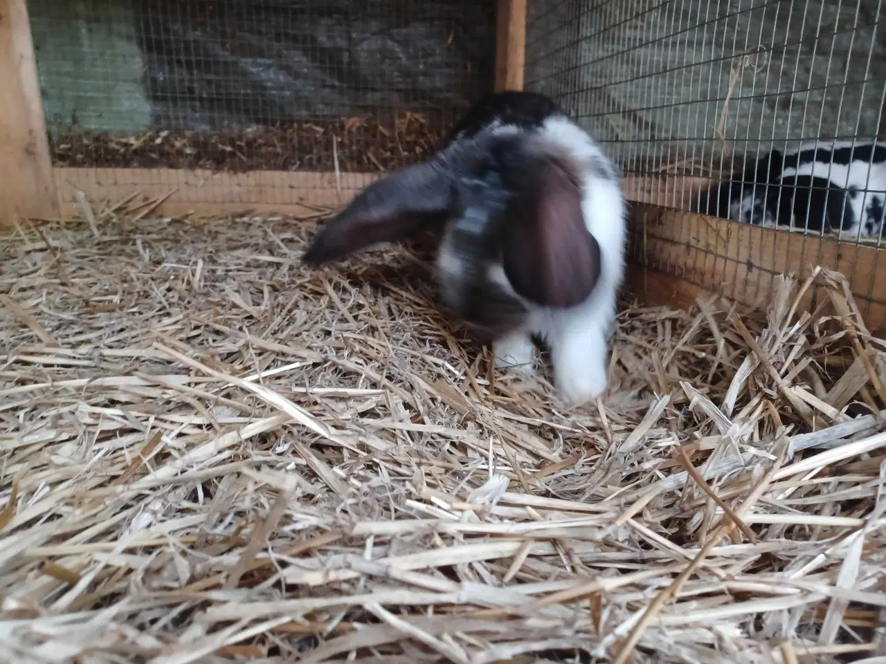 Billede 2 - Fransk vædder blandings hun 