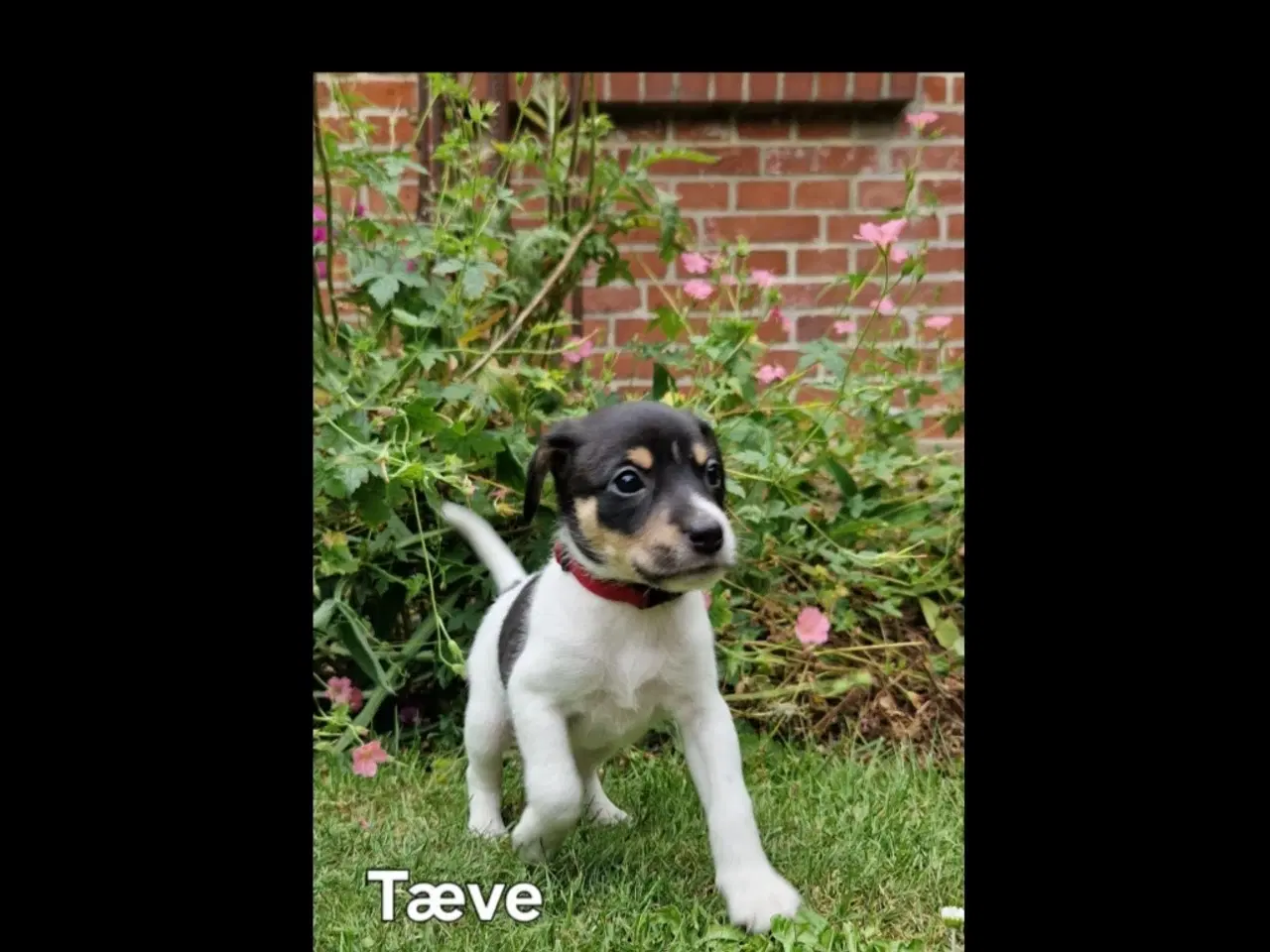 Billede 3 - Dansk svensk gårdhunde hvalpe 