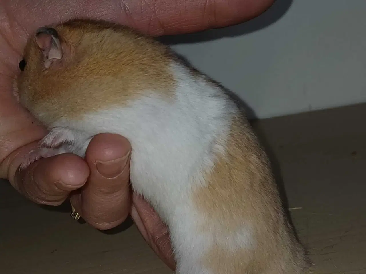 Billede 14 - Guldhamster unger