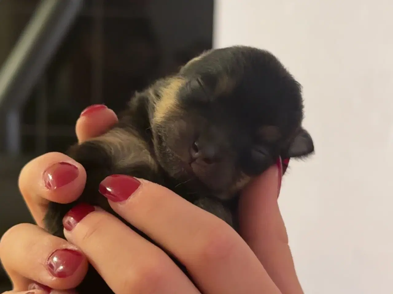 Billede 3 - Pomeranian merle 