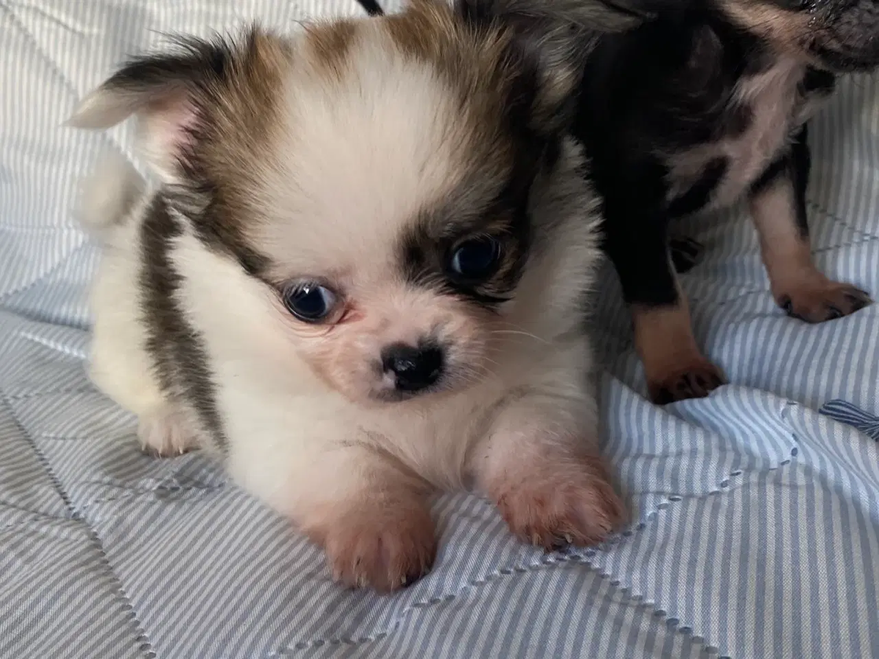 Billede 3 - 3 søde, små hvalpe efter pomeranian og chihuahua