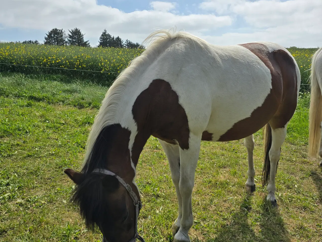 Billede 5 - Smuk pinto hoppe