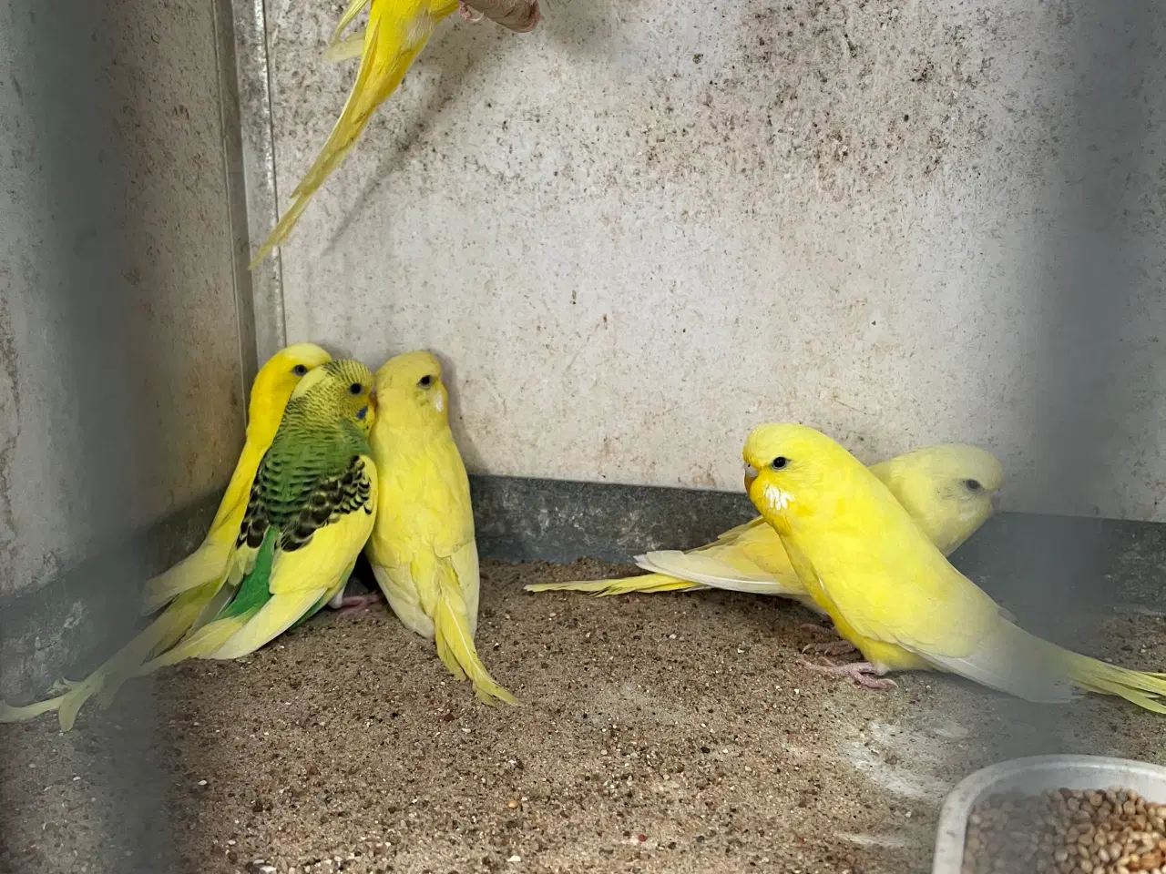 Billede 1 - Undulatunger 