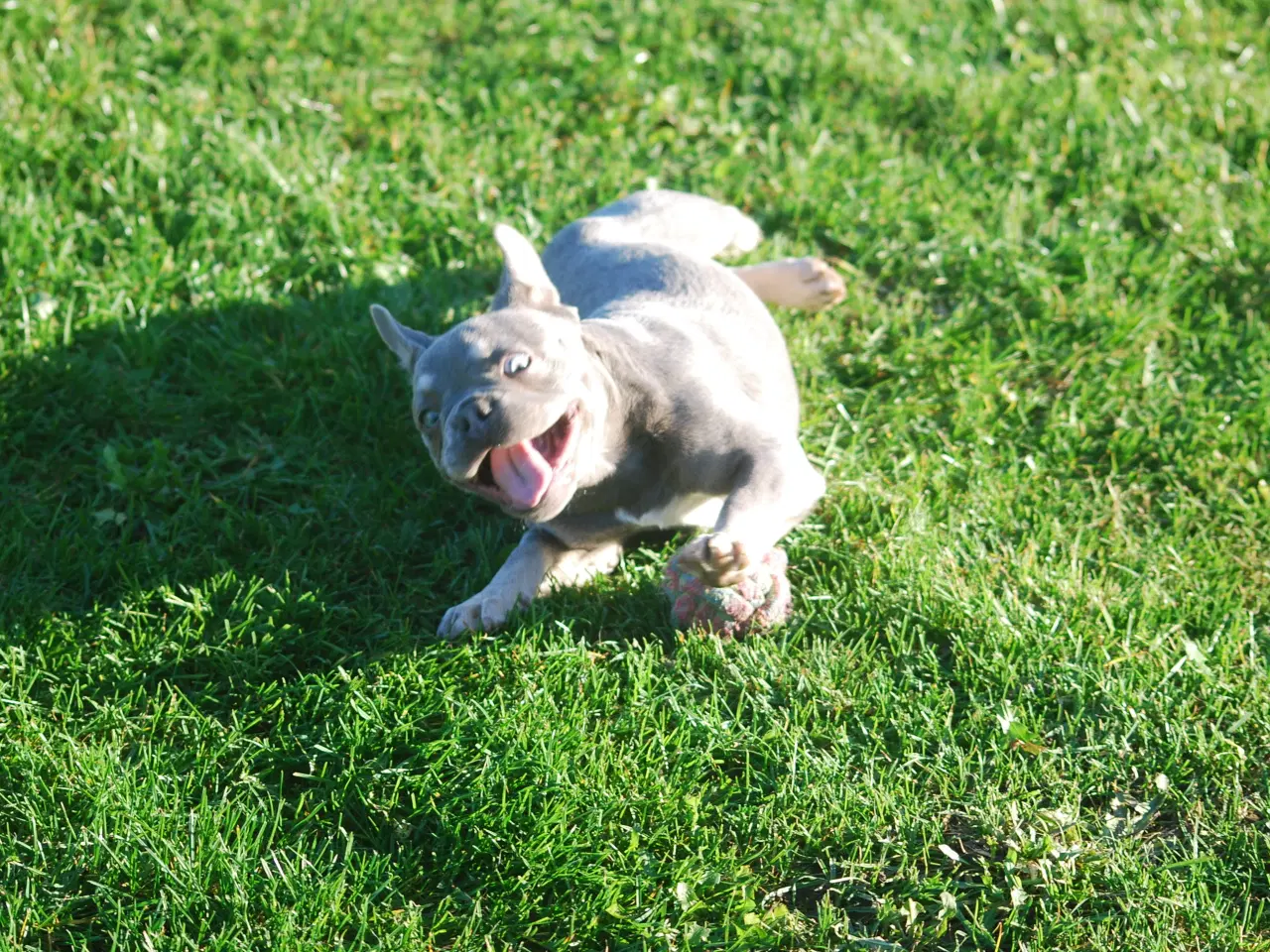 Billede 15 - ****Lyse grå **** franske bulldogs fluffy og alm 