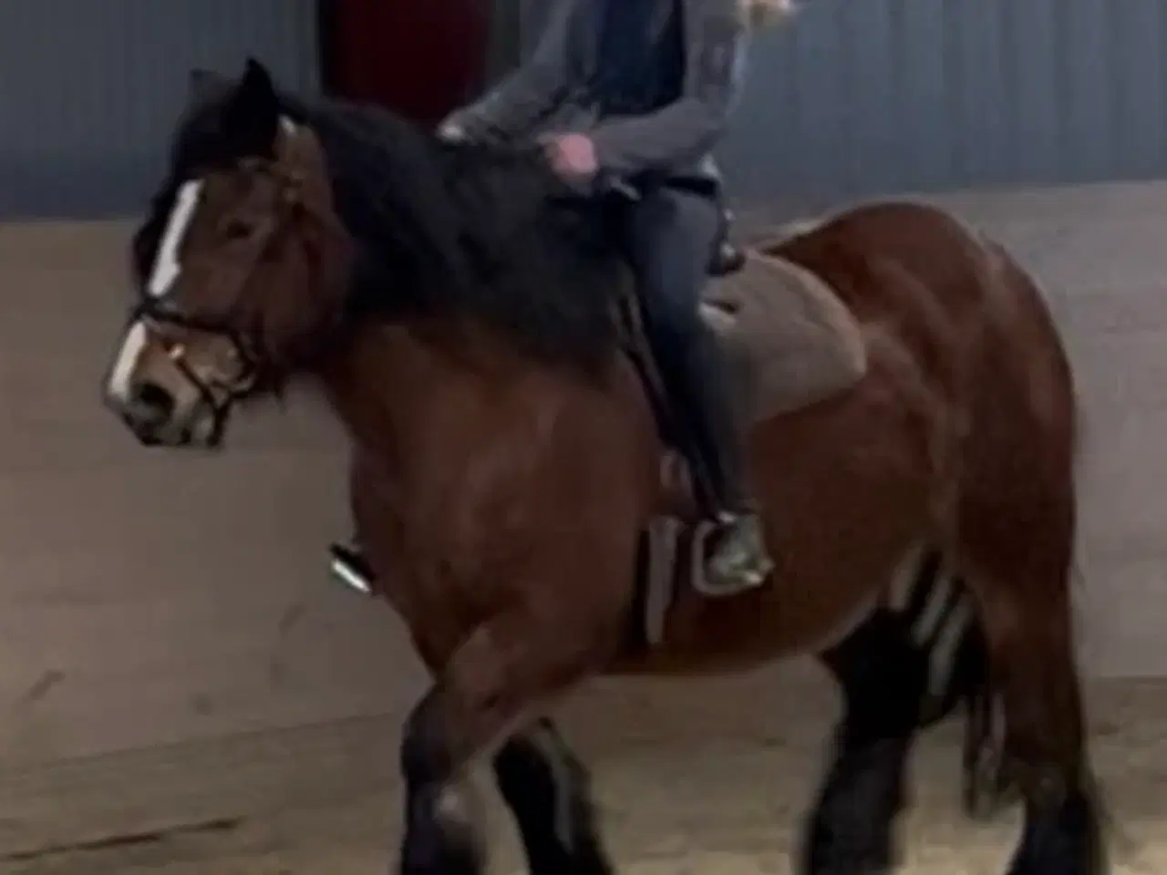 Billede 2 - Mor og datter hest