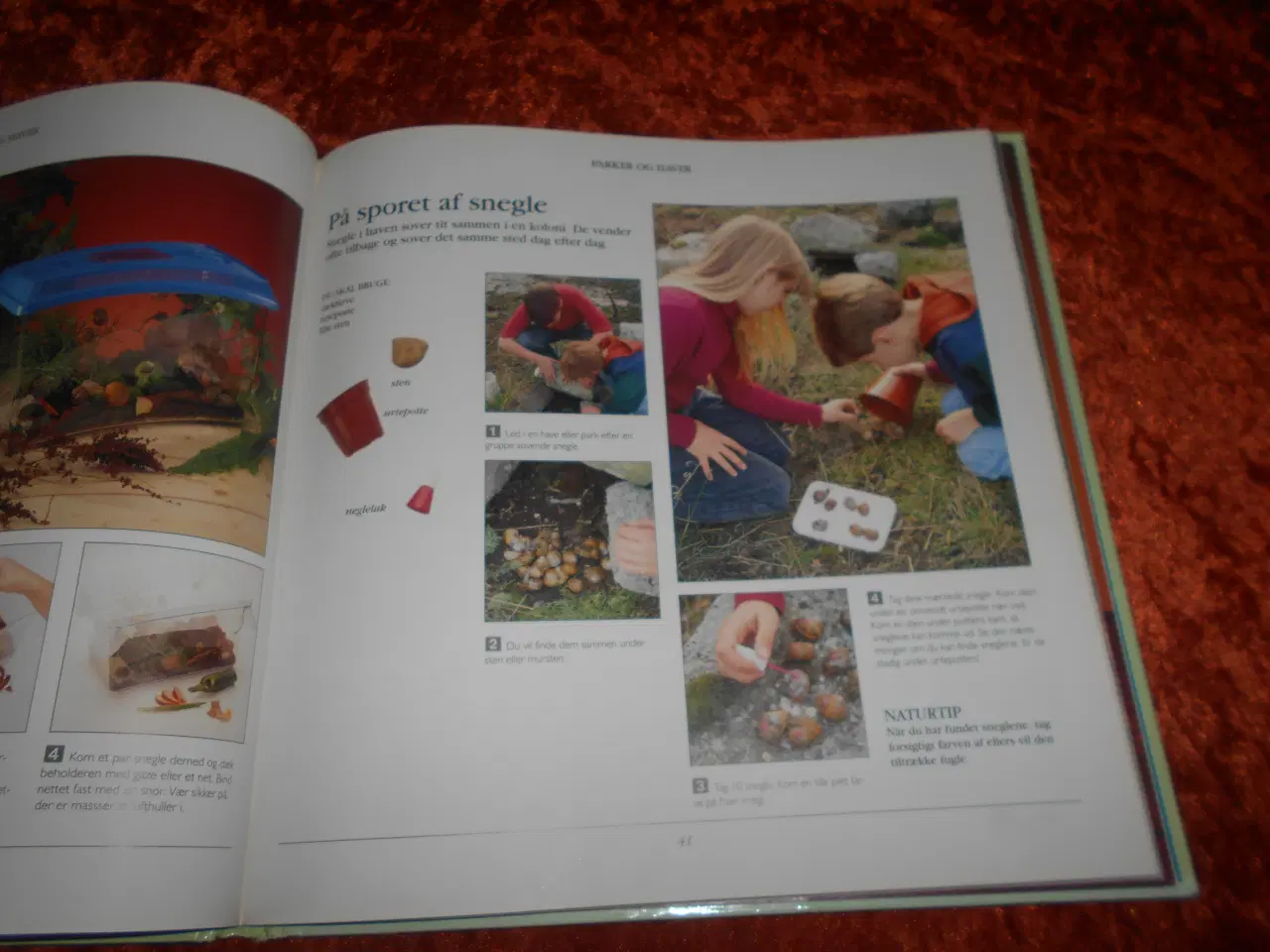 Billede 4 - 50 natur aktiviteter, Cecilia Fitzsimons,