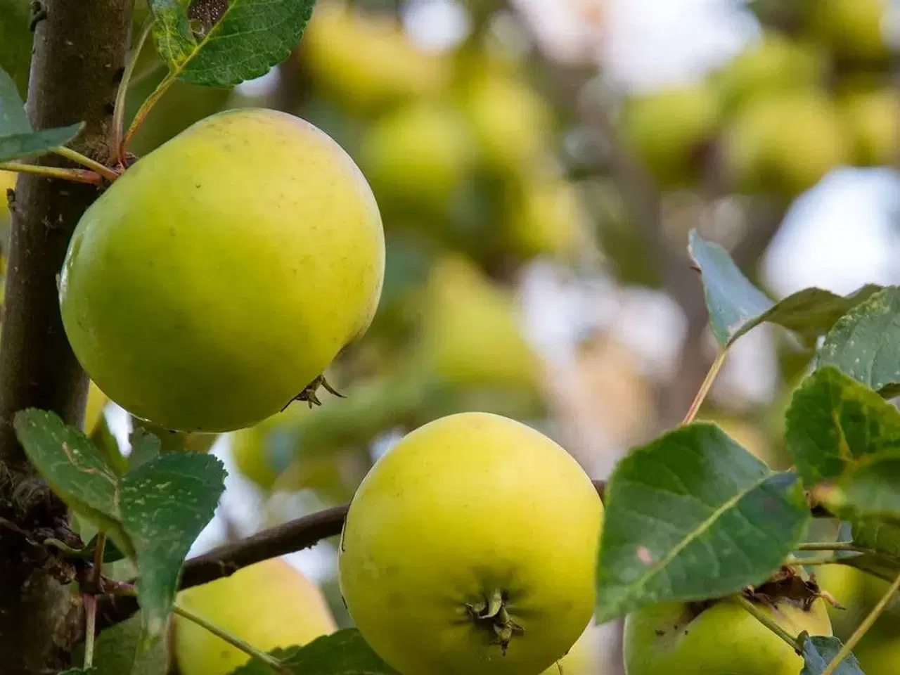 Billede 1 - Cideræbletræer