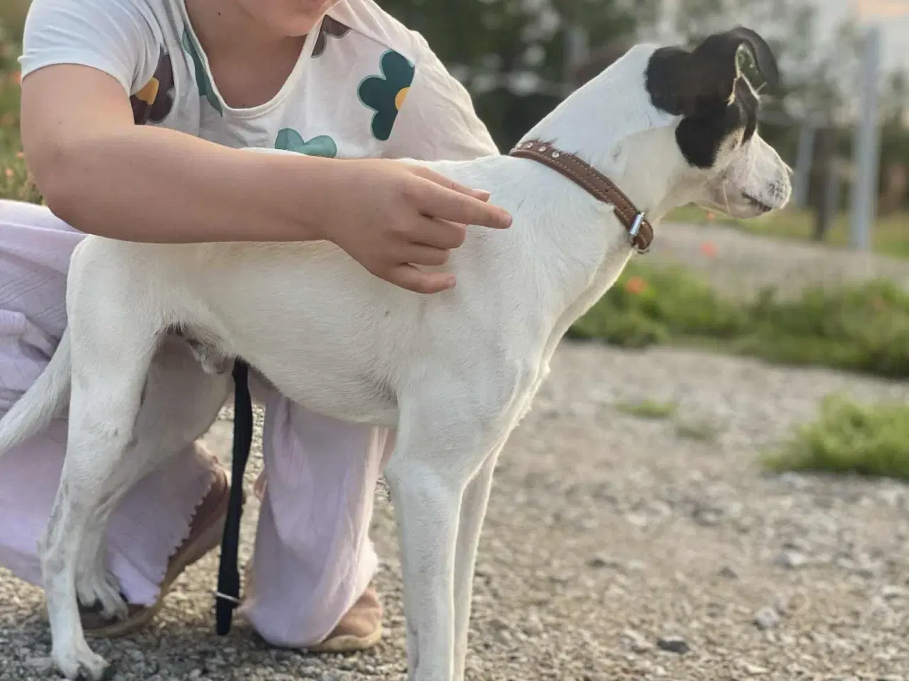 Billede 1 - Dansk svensk Gårdhund 
