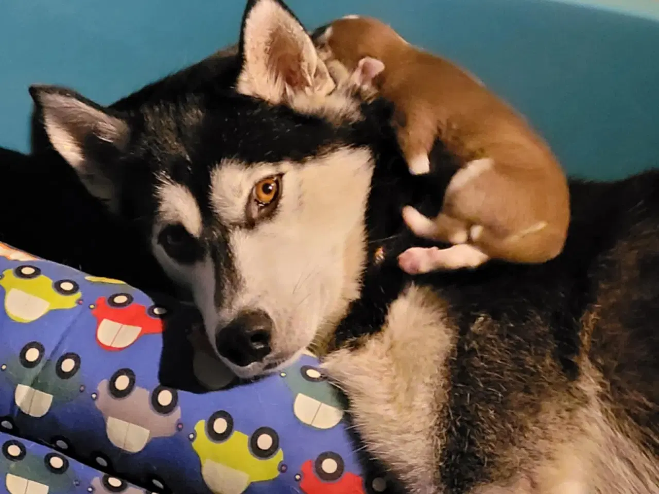 Billede 10 - Siberian Husky bear  hvalpe