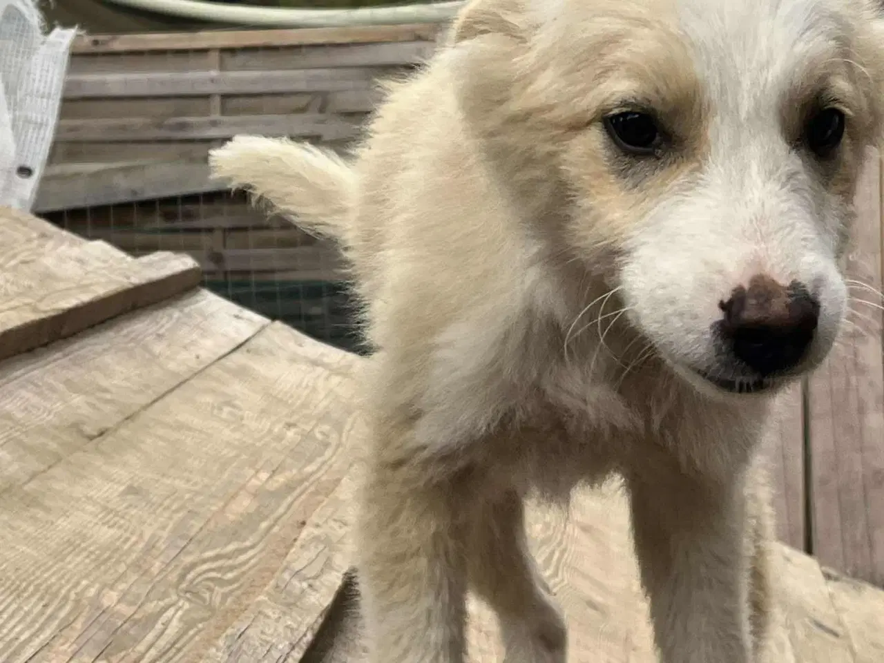 Billede 9 - Skønne Aslak søger familie 💙