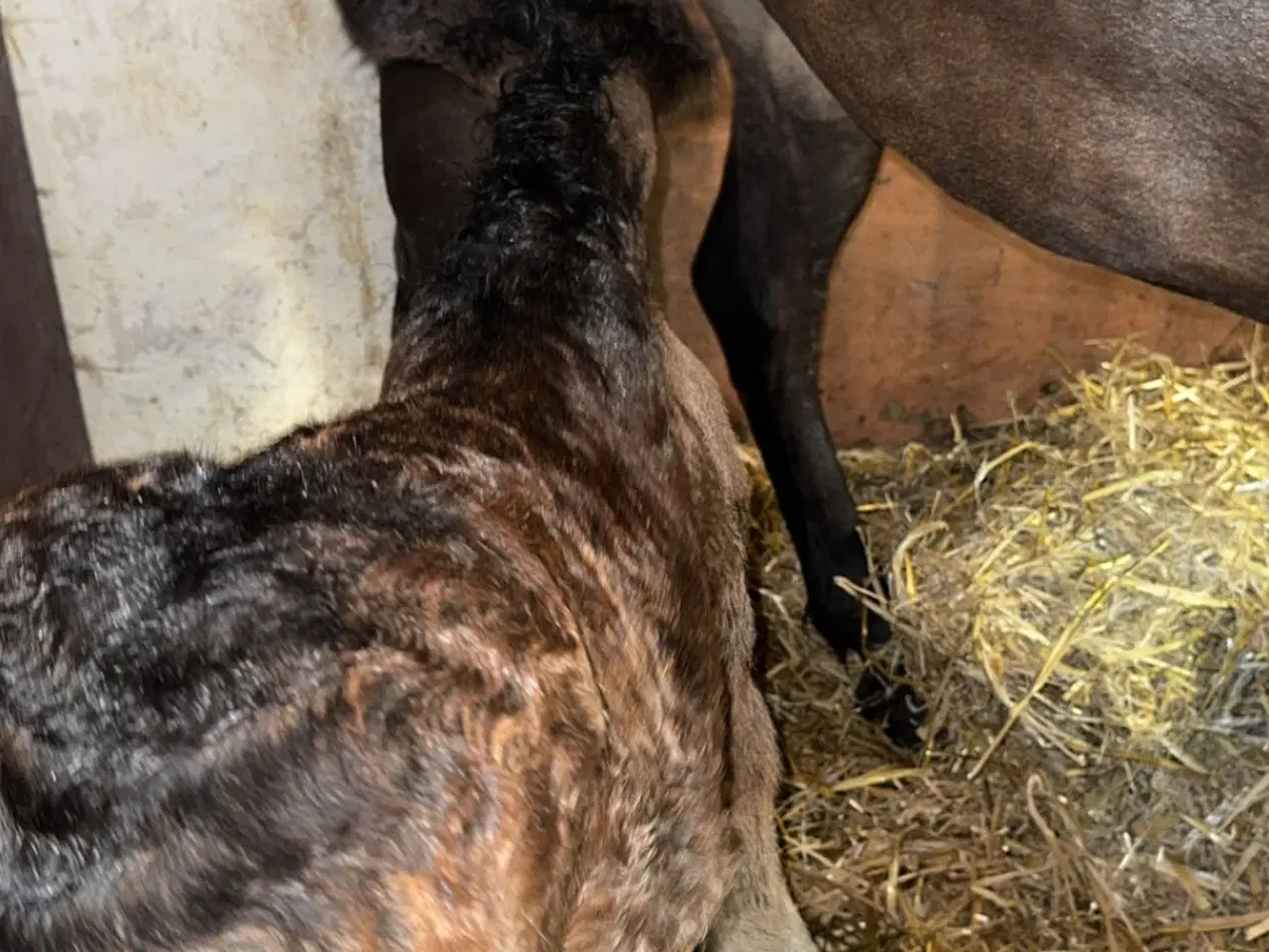 Billede 14 - Fantastisk smuk hingst med afdrag muligt 