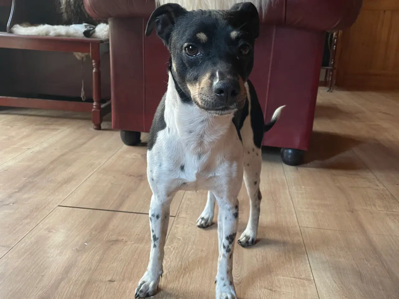 Billede 7 - Dansk svensk gårdhund hvalpe