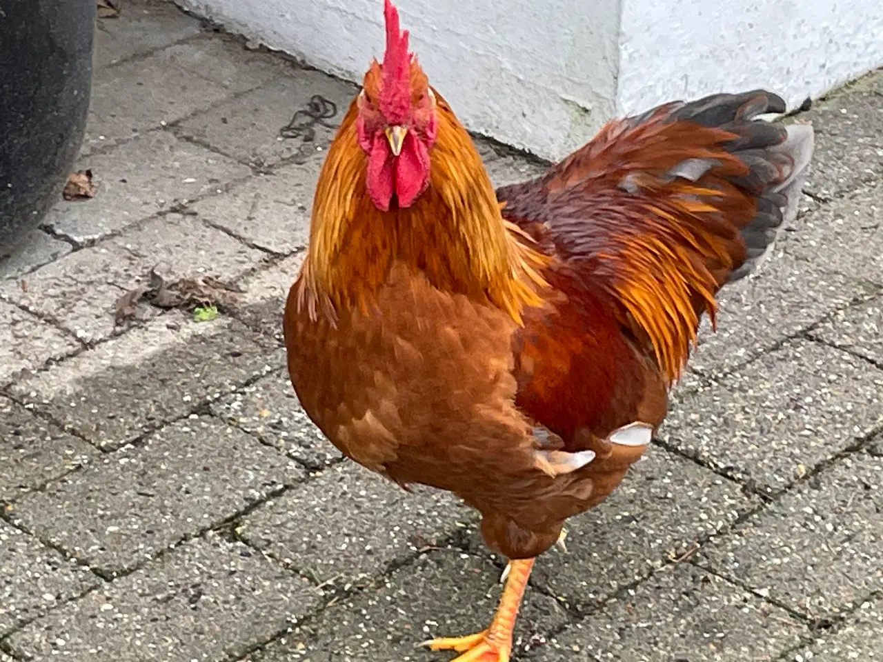 Billede 4 - Flotte haner - 8 mdr gamle