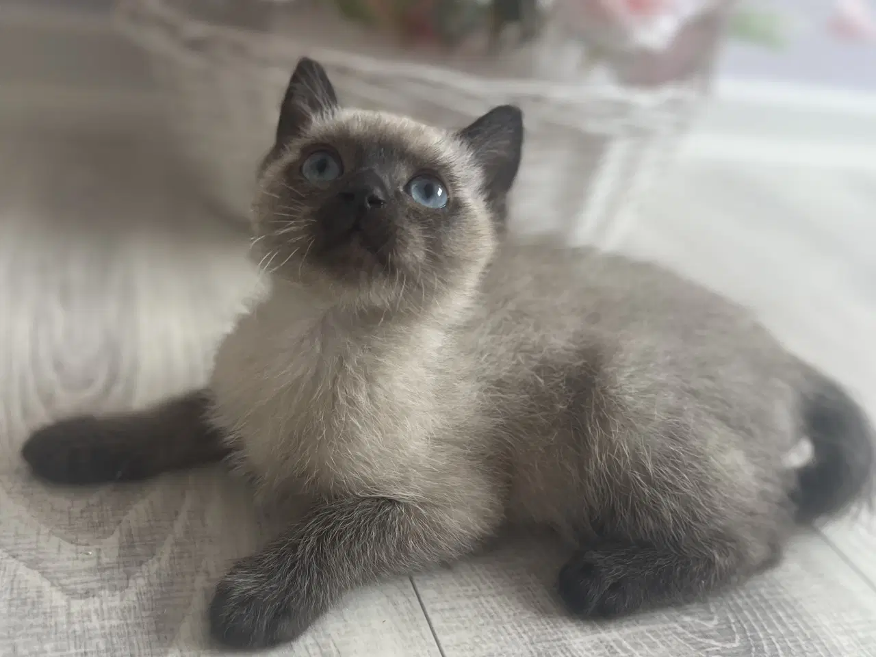 Billede 3 - To dejlige charmerende killinger Siameser/Ragdoll